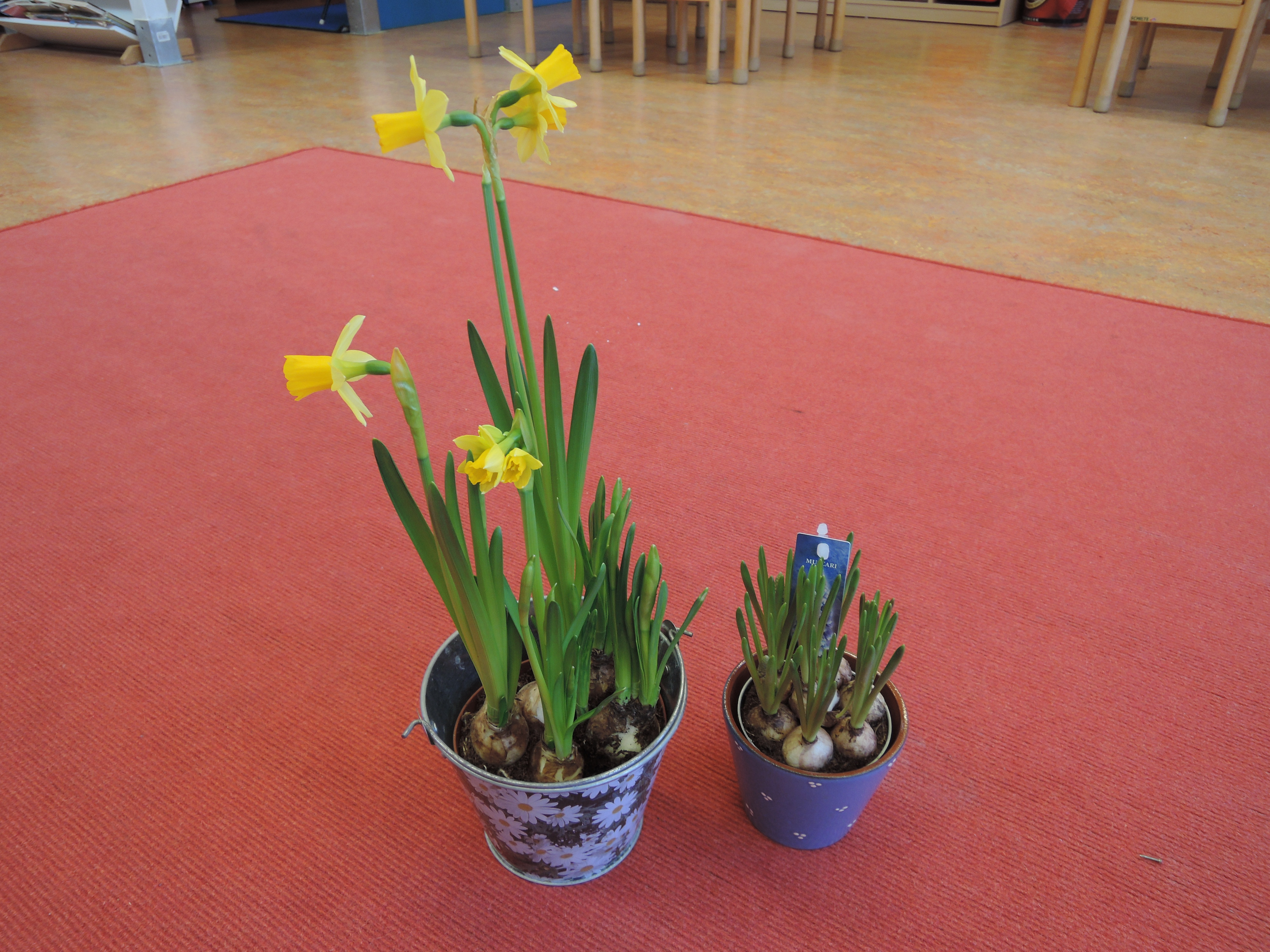 Groep 2: Er liggen bolletjes in de grond...