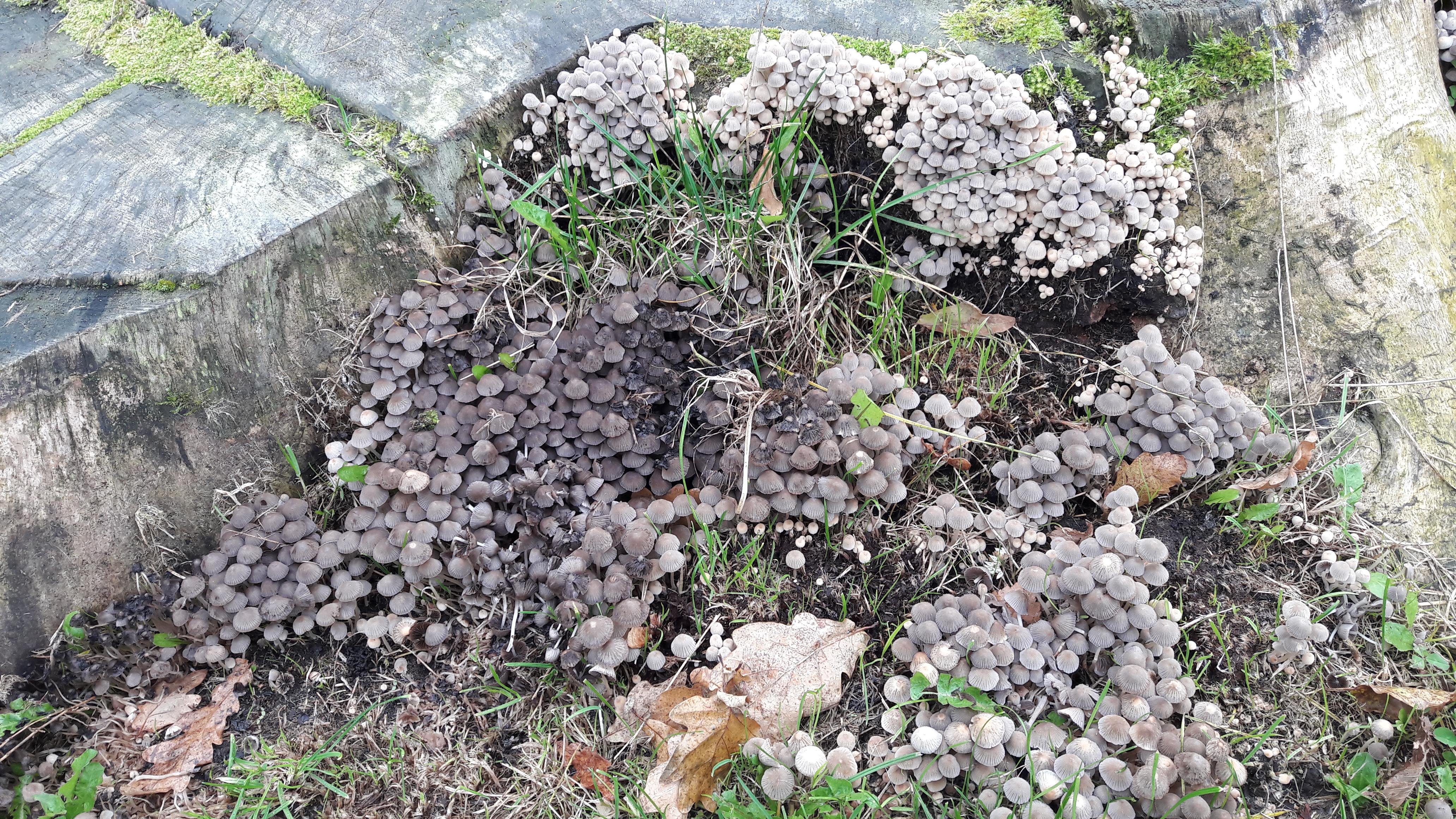 Een paddenstoelenfamilie!