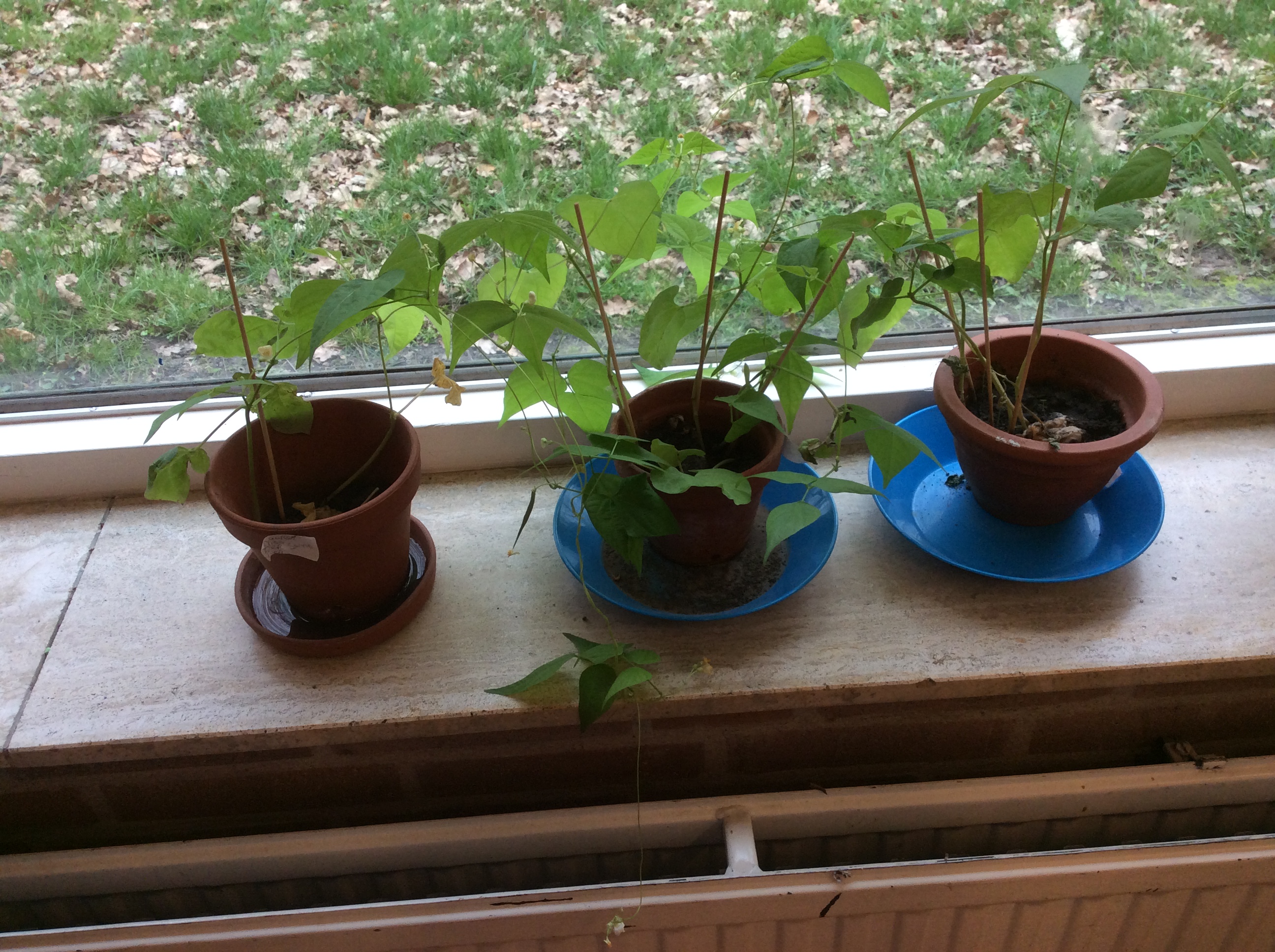 Bonen experiment 'Missie naar Mars' groep 8