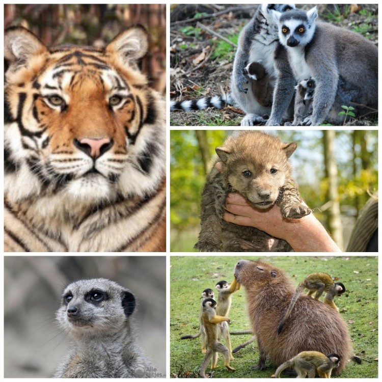 Praktische info bezoek dierentuin vrijdag 6 april