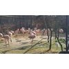 Start thema ‘de dierentuin’ in Hoenderdaell!