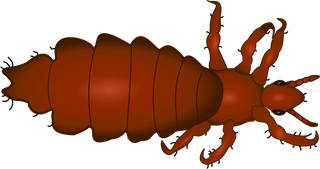 louse-158325_1280