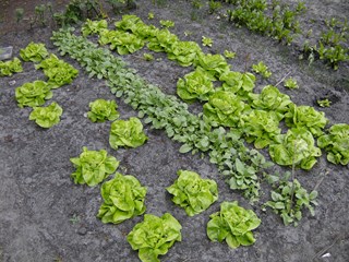moestuin