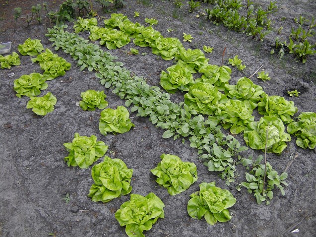 moestuin