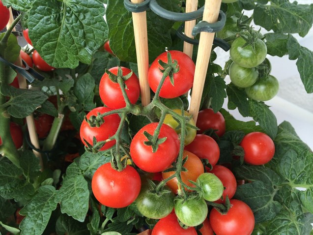 tomatenplant
