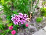 IMG_0474