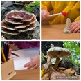 paddenstoelen
