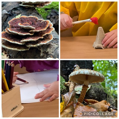 paddenstoelen
